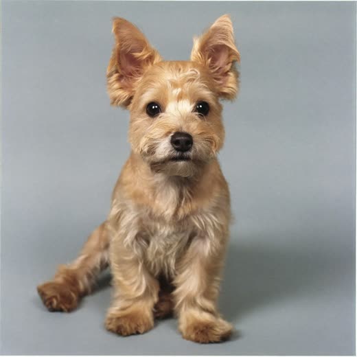 A small freshly groomed terrier